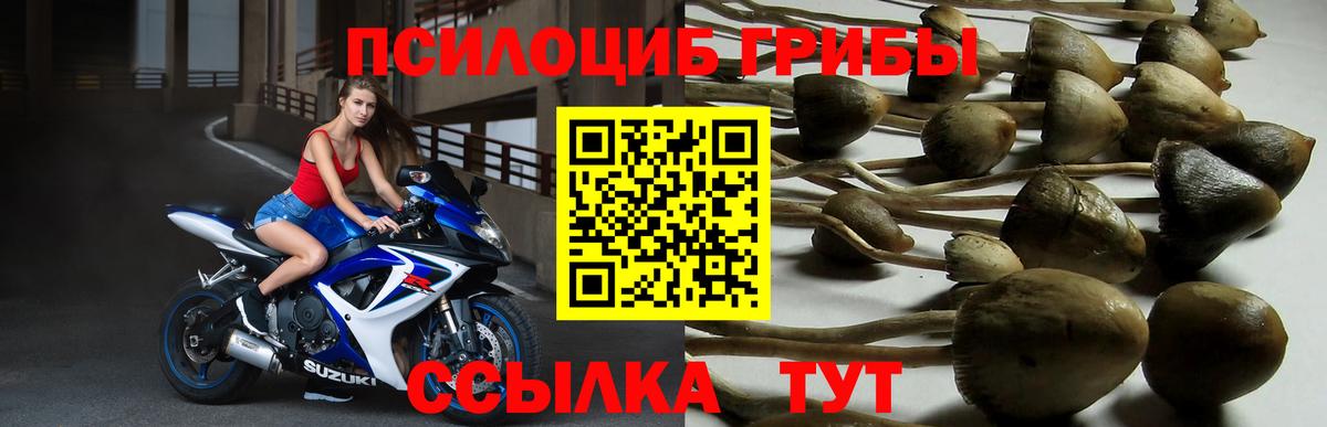 купить закладку  Вход с VPN  Псилоцибиновые грибы мицелий  Аргун  Псилоцибиновые грибы MAGIC MUSHROOMS 